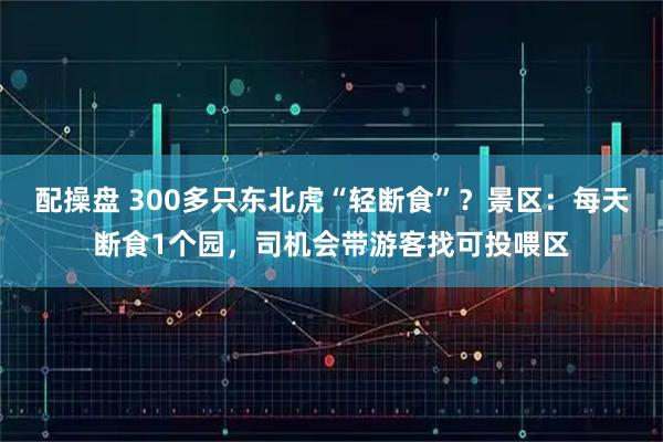 配操盘 300多只东北虎“轻断食”？景区：每天断食1个园，司机会带游客找可投喂区